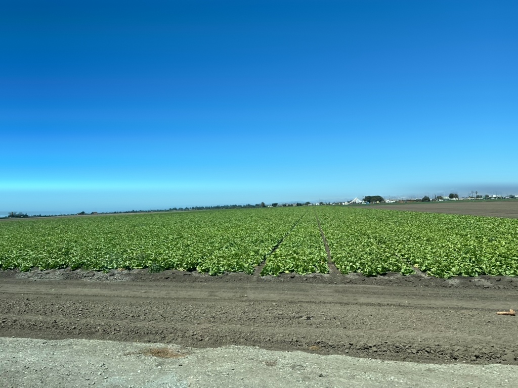 A lettuce field